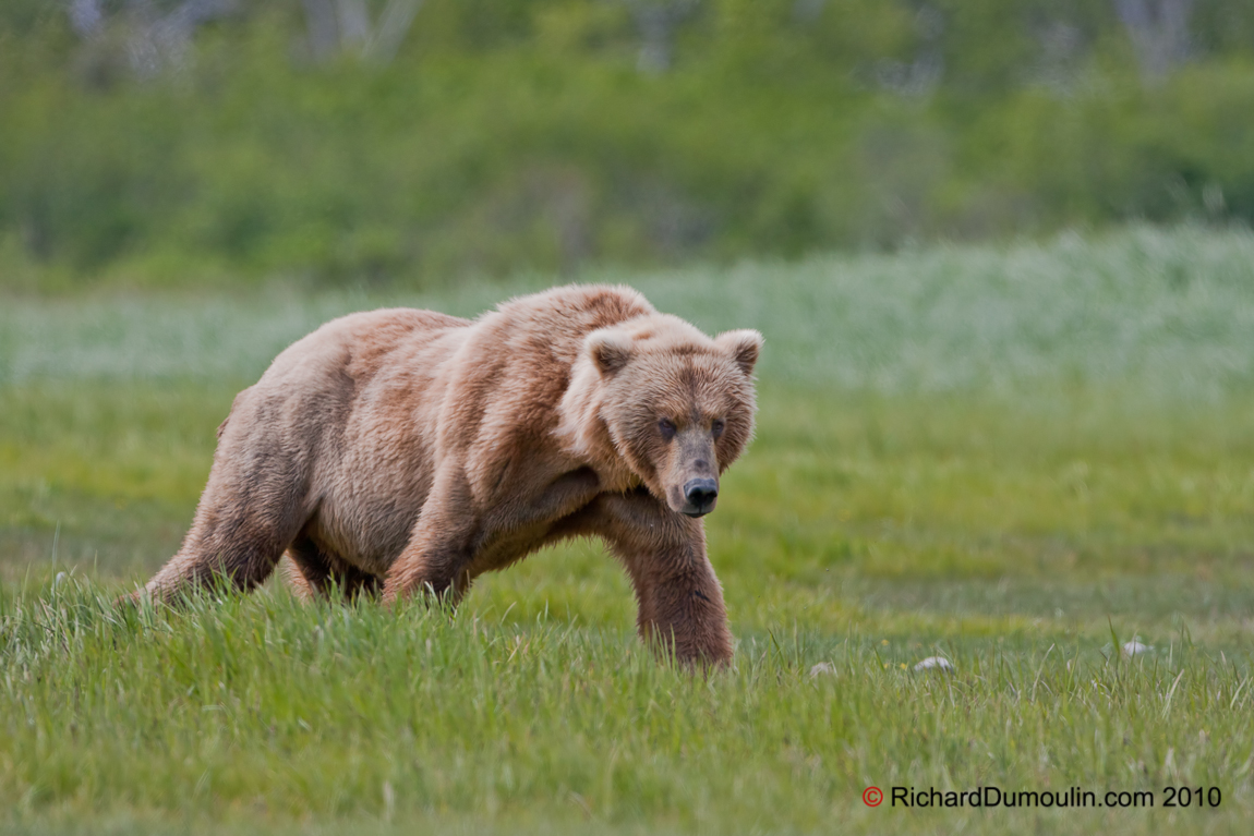 GRIZZLY BEAR